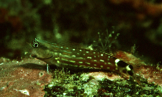 Ecsenius monoculus Springer, 1988